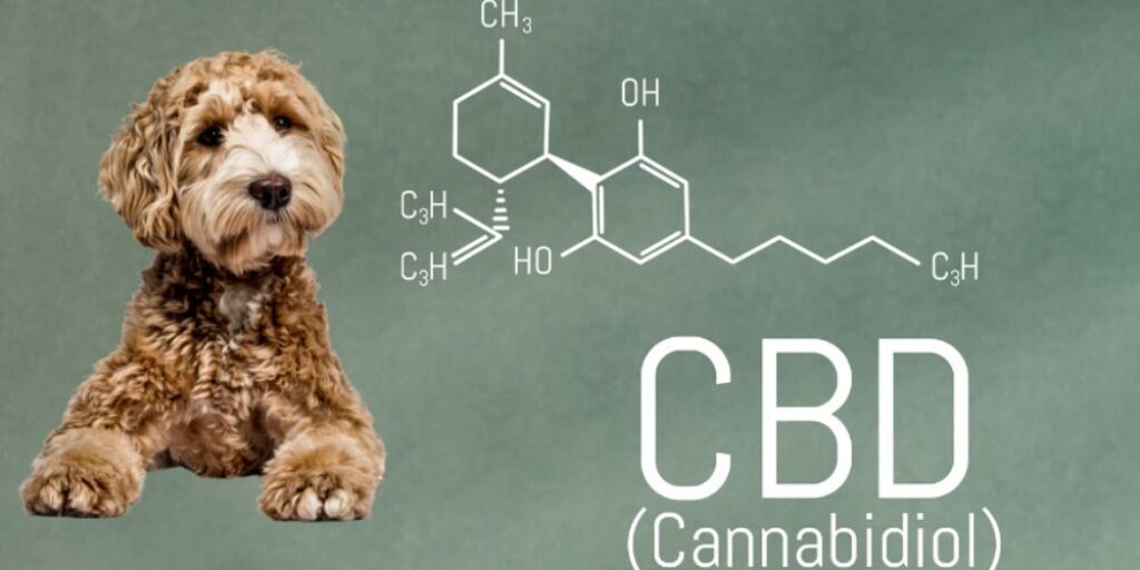 CBD for pets