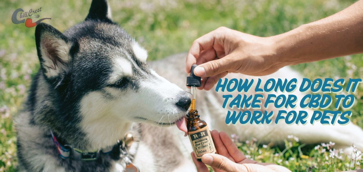 CBD for pets