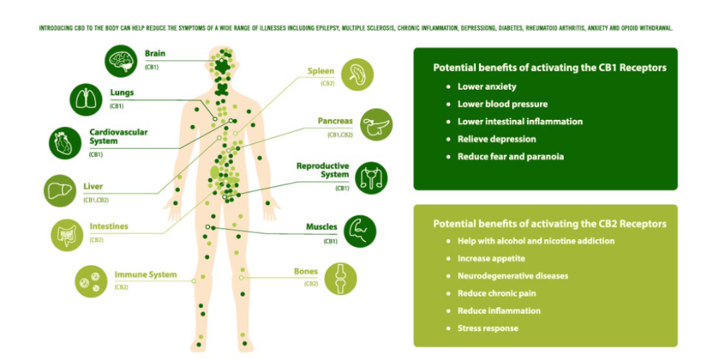 CBD Oil and Its Interaction with the Endocannabinoid System
